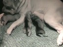 sharpei pups sharpei pups