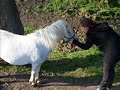 The Joy Of The Shetland Pony