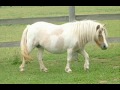 The Joy Of The Shetland Pony