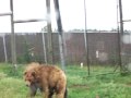 mating cougers mountain lion at bear city sd south dakota