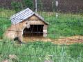mating cougers mountain lion at bear city sd south dakota