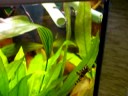 Film-album L168 - Dekeyseria brachyura