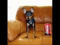 An ode to miniature pinschers