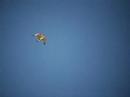 Falcon flying Falcon flying