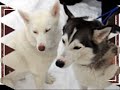 CACHORROS!!
