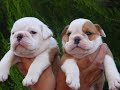 CACHORROS!! CACHORROS!!