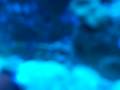 videos de Fu Manchu Lionfish