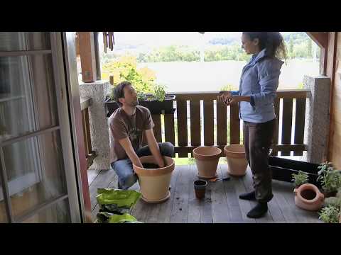 how to grow vegetables in a small garden