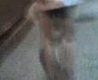 intala cueca