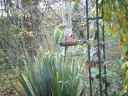 PAPEGAAIEN IN MIJN TUIN, 2008.