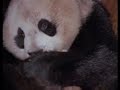 Wolong Panda\ Wolong Panda\
