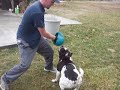 Alapaha