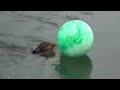 Water dogs