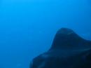 Two manta rays swimming around me closely