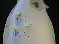 Enleon: kinetic electronic garment