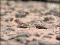 paisajes del Sahara Occidental ocupado Wstrn Sahara1