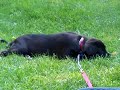 Asha eating grass