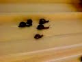 Snail Race!