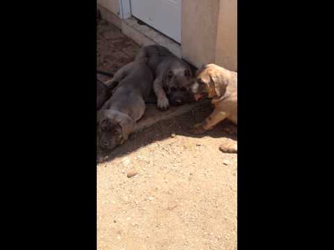 Videos of the puppies playng