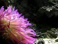 An�mone violette Marine Life