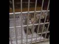 What hurts the most animal shelter