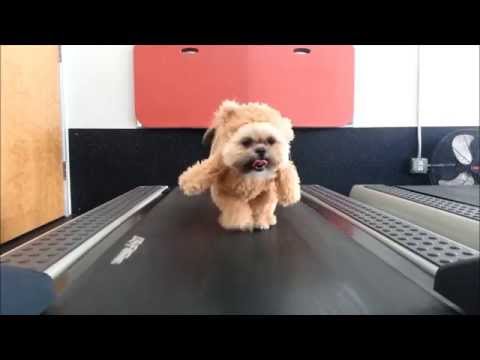Tierno perrito disfrazado de peluche es la sensación en Youtube