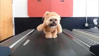 " Shih Tzu-Bear" nas esteira rs
