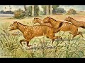eohippus student video
