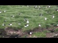 Puffins in Newfoundland