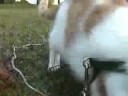 (Cutest Kitten Ever) http://www.ItMakes6Figures.com動画で初めて、２足立ちするこまの撮影に成功しました。ちょっと短いですが、猫じゃらしの鈴の音に合わせて「気を付け～！」をする姿が笑えま す♪･～･～･～･～･～･～･～・～・～・～・～・～・～・～ビデオアワードで、この「2足立ち」に投票してくださった皆様、ありがとうございました。残念ながら受賞することはできませんでした。しかしノミネートされたことはわたしの誇りです。これからもむむとこまを応援してください。ありがとうございました。(Cutest Kitten Ever )    · CatsWorld's Cutest kitten ... cute cutest kitten playful ...YouTube - (cutest kitten ever)   · Catslittle kitten hanging off curtain crying out then struts for ...Kittenwar! May The (Cutest Kitten) Win!    · CatsVisitors can choose between two cats to decide which is the cutest.Kittenwar!    · Cats (Cutest Kitten Ever )Winningest Kittens! more · Sam & Sinatra has won 78% of 909 battles. Kopi has won 78% of 107 battles. Spudly Wudly Woo has won 77% of 111 battles. ...MySpaceTV Videos: (Cutest Kitten ever) by Blondieluvsthis    · CatsApr 7, 2008 ... (Cutest Kitten ever) by Blondieluvsthis Watch it on MySpace Videos.Cutest kitten - Daily Cuteness   · PhotographyMemebon, the cutest kitten. ... 39 Responses to 'Cutest kitten'. Subscribe to comments with RSS or TrackBack to 'Cutest kitten'. ...Amazon.com: kittenwar: may the cutest kitten win!: Fraser Lewry ...Amazon.com: kittenwar: may the (cutest kitten) win!: Fraser Lewry, Tom Ryan: Books .cutest kitten ever    · Photographycutest kitten ever. Your moment of zen: a compendium of cute kittens, run by the kitten-loving Jessica and Arielle. •. Fri Oct 31 ...) (Cutest Kitten Ever )