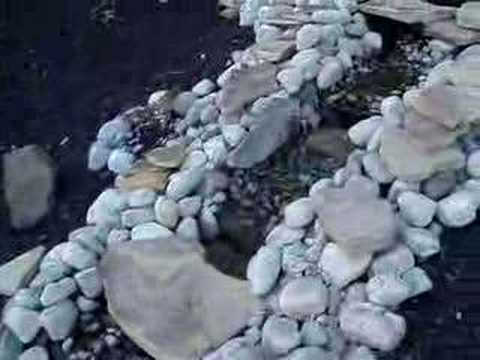 BZaq's Backyard Watergarden