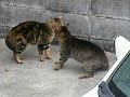 CAT FIGHT!