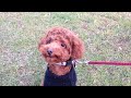 トイプードルのウッディー‼︎ 遊ぶの大好き‼︎ 中村沙織