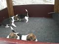 beagles puppies playing