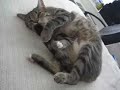Cat Lollipop