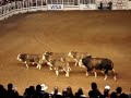 Touro bandido, ex global e os bandidinhos! uhaua