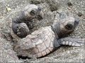 Because Of You - Cute Sea Creatures