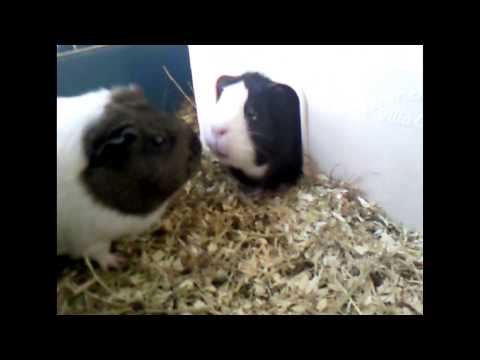 klaatu42 - Jupey and Kona choose a star for a viral video for Pets Add Life.