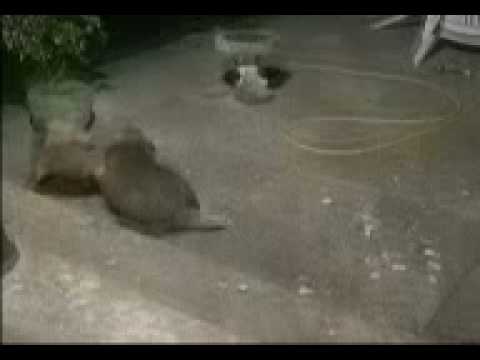 Badger vs Fox. Badger wins easily.