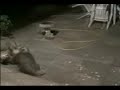 Badger vs Fox. Badger wins easily.