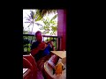 Silly man plays ukelele. Silly man plays ukelele.