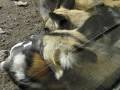 videos de Zoo Barcelona - Demos Casio FH20
