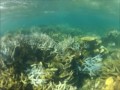 Coral Bay Snorkeling
