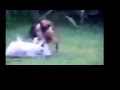 Cat-astrophes and Other Zany Animal Antics