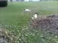 Daisy and Odin in the Leaves