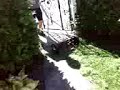 extreme push-mowing extreme push-mowing