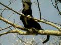 videos de My Cat in Her Tree