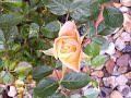 \"Morning\" (Prelude to Act 4), Incidental Music from Peer Gynt (Grieg) \"Morning\" (Prelude to Act 4), Incidental Music from Peer Gynt (Grieg)