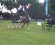 videos de tuigpaard dutch harness horse
