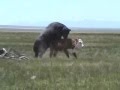 Let's Get it on Cattle